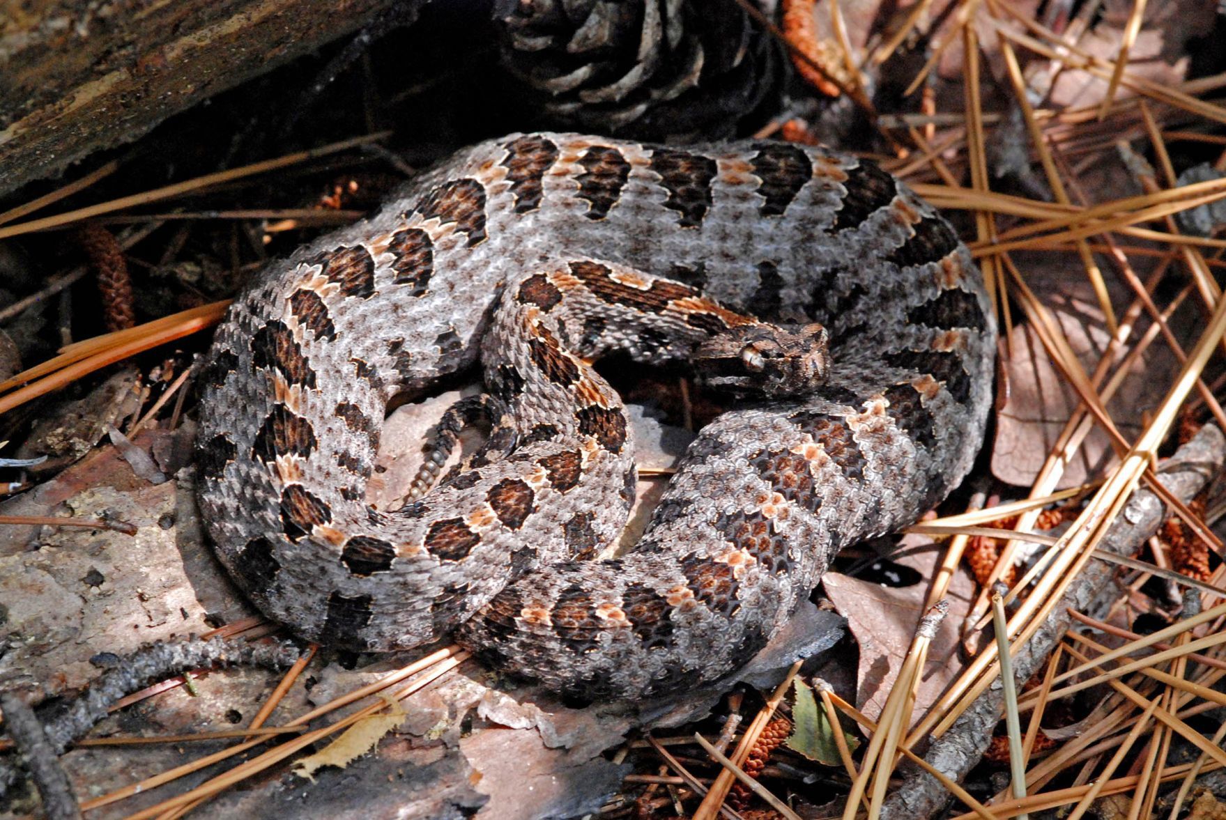 venomous snakes